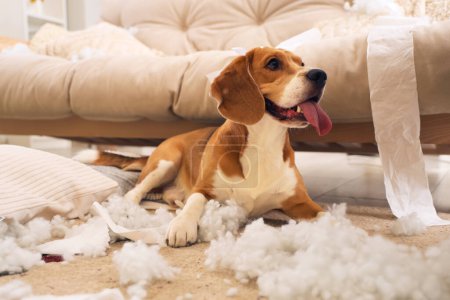 Téléchargez les photos : Vilain chien Beagle avec des oreillers déchirés et des rouleaux de papier toilette couchés sur le sol dans le salon désordonné - en image libre de droit