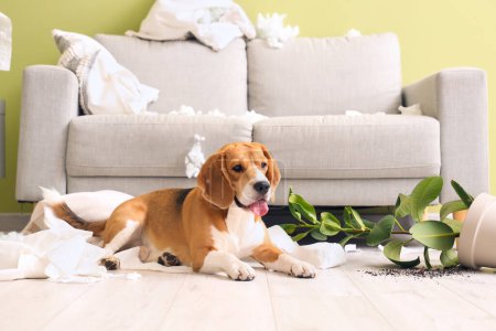 Téléchargez les photos : Vilain chien Beagle avec des oreillers déchirés, des rouleaux de papier toilette et une plante d'intérieur renversée couchée sur le sol dans un salon désordonné - en image libre de droit