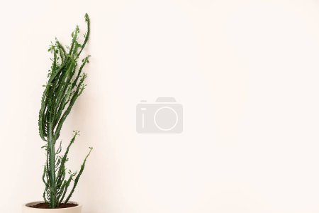 Foto de Gran cactus cerca de la pared blanca en la habitación - Imagen libre de derechos