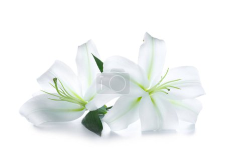Photo for Beautiful lily flowers on white background - Royalty Free Image