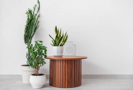 Cacti and houseplant with table near white wall in room
