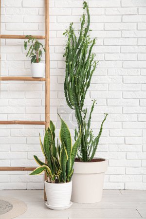 Gran cactus con plantas de interior y escalera cerca de la pared de ladrillo blanco en la habitación