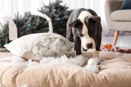 Foto de Travieso Staffordshire Terrier con bola de Navidad y almohada desgarrada en la cama de mascotas en casa - Imagen libre de derechos