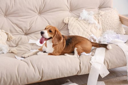 Téléchargez les photos : Vilain chien Beagle avec des oreillers déchirés et des rouleaux de papier toilette couchés sur le canapé dans le salon désordonné - en image libre de droit
