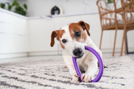 Foto de Lindo juguete de mascar Jack Russell terrier en la cocina - Imagen libre de derechos