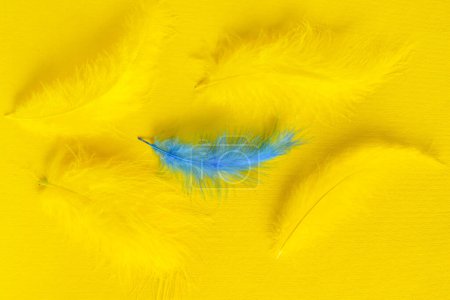 Téléchargez les photos : Une plume bleue parmi les jaunes sur fond de couleur. Concept d'unicité - en image libre de droit