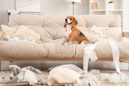 Perro Beagle travieso con almohadas rotas y rollos de papel higiénico sentado en el sofá en la sala de estar desordenada
