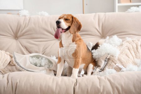 Téléchargez les photos : Vilain chien Beagle avec des oreillers déchirés assis sur le canapé dans le salon désordonné - en image libre de droit