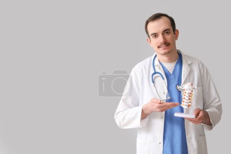 Médico varón mostrando modelo de columna vertebral sobre fondo gris