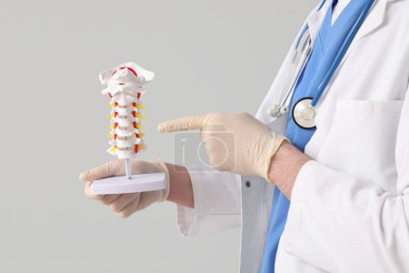 Foto de Médico masculino señalando el modelo de columna vertebral sobre fondo gris - Imagen libre de derechos