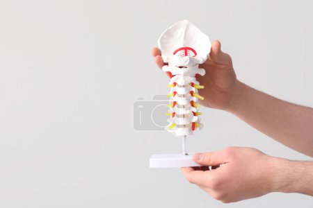 Foto de Médico masculino sosteniendo modelo de columna vertebral sobre fondo gris - Imagen libre de derechos