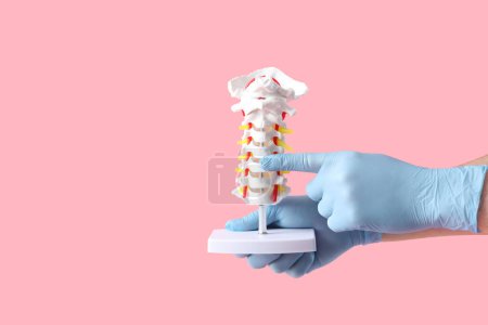 Foto de Médico varón demostrando anatomía espinal con modelo de columna vertebral sobre fondo rosa - Imagen libre de derechos