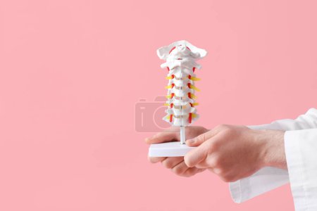 Foto de Médico masculino sosteniendo modelo de columna vertebral sobre fondo rosa - Imagen libre de derechos