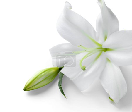 Hermosas flores de lirio sobre fondo blanco