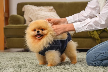 Photo for Cute Pomeranian dog in recovery suit after sterilization with owner at home - Royalty Free Image
