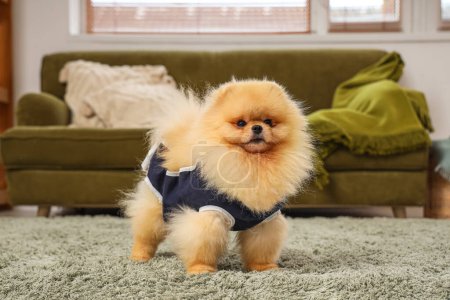 Photo for Cute Pomeranian dog in recovery suit after sterilization on carpet at home - Royalty Free Image