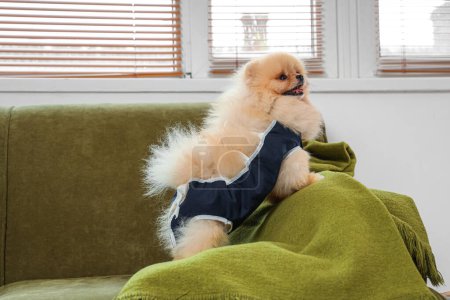 Cute Pomeranian dog in recovery suit after sterilization on sofa at home