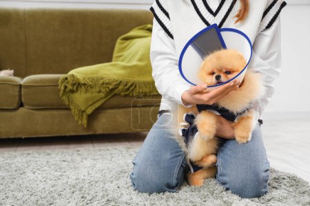 Photo for Cute Pomeranian dog in recovery suit and cone after sterilization with owner at home - Royalty Free Image