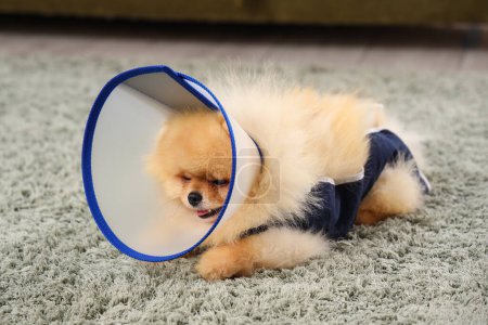 Photo for Cute Pomeranian dog in recovery suit with cone after sterilization lying on carpet at home - Royalty Free Image