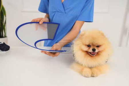 Photo for Female veterinarian putting cone on Pomeranian dog after sterilization in clinic, closeup - Royalty Free Image