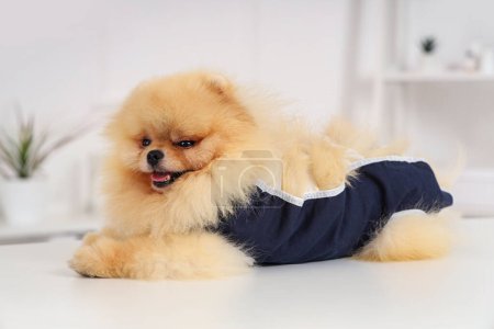 Pomeranian dog with recovery suit after sterilization lying on table in clinic