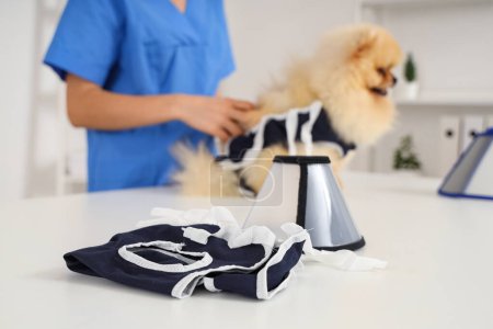 Dog recovery suit with cone on table at vet, closeup