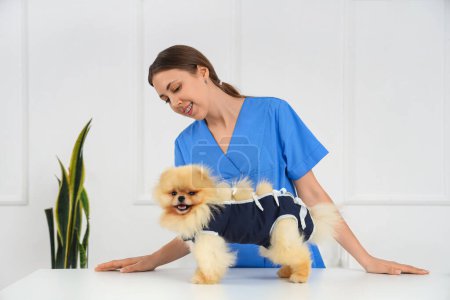 Photo for Female veterinarian with Pomeranian dog wearing recovery suit after sterilization in clinic - Royalty Free Image