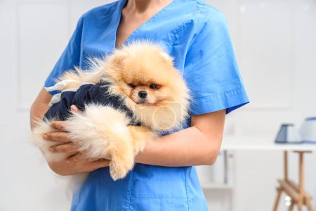 Photo for Female veterinarian with Pomeranian dog wearing recovery suit after sterilization in clinic, closeup - Royalty Free Image