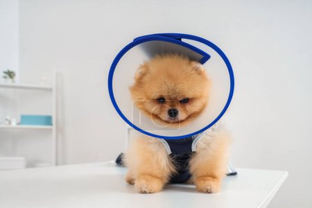 Photo for Pomeranian dog wearing cone and recovery suit after sterilization on table in clinic - Royalty Free Image