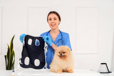 Photo for Female veterinarian with recovery suit and Pomeranian dog after sterilization in clinic - Royalty Free Image