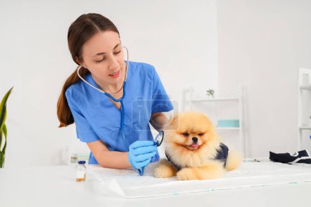 Photo for Female veterinarian listening to Pomeranian dog with recovery suit after sterilization in clinic - Royalty Free Image
