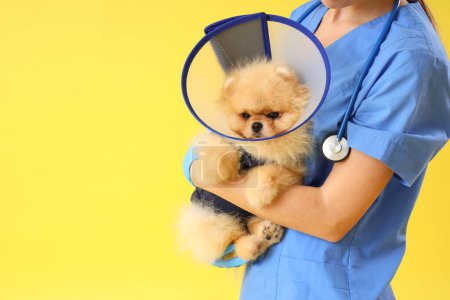 Photo for Female veterinarian with Pomeranian dog in recovery suit and cone after sterilization on yellow background, closeup - Royalty Free Image