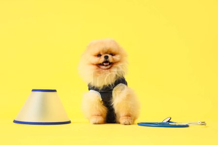 Photo for Cute Pomeranian dog in recovery suit after sterilization with cone and stethoscope on yellow background - Royalty Free Image