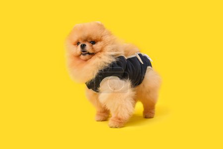 Photo for Cute Pomeranian dog in recovery suit after sterilization on yellow background - Royalty Free Image