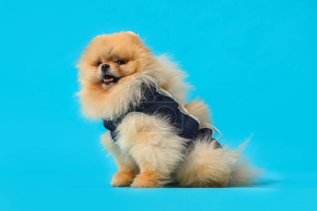 Cute Pomeranian dog in recovery suit after sterilization on blue background