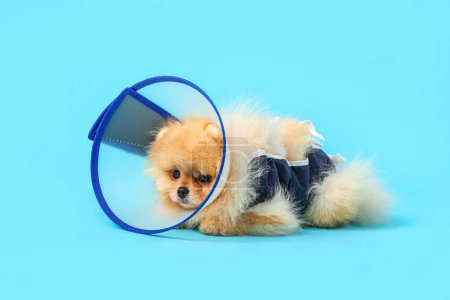 Photo for Cute Pomeranian dog in cone and recovery suit after sterilization on blue background - Royalty Free Image