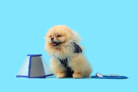Photo for Cute Pomeranian dog in recovery suit after sterilization with cone and stethoscope on blue background - Royalty Free Image