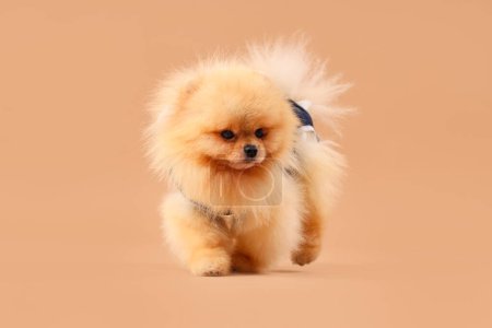 Photo for Cute Pomeranian dog in recovery suit after sterilization on beige background - Royalty Free Image