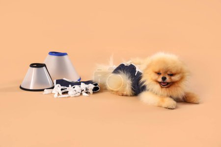 Cute Pomeranian dog in recovery suit after sterilization with cones on beige background