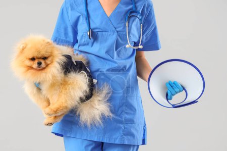 Veterinarian with Pomeranian dog in recovery suit after sterilization and cone on light background, closeup