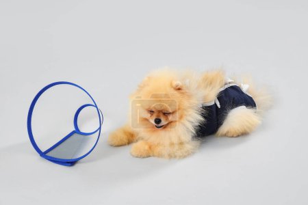 Photo for Cute Pomeranian dog in recovery suit after sterilization with cone on light background - Royalty Free Image