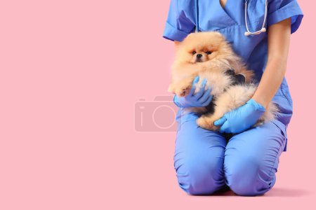 Veterinarian with Pomeranian dog in recovery suit after sterilization on pink background