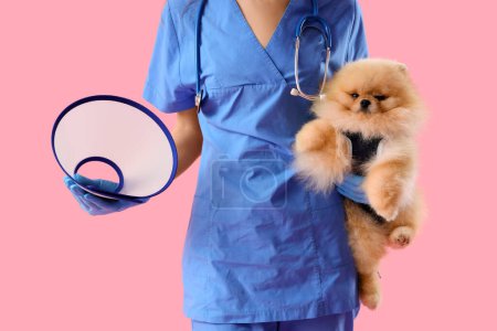 Photo for Veterinarian with Pomeranian dog in recovery suit after sterilization and cone on pink background - Royalty Free Image
