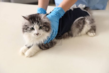Photo for Veterinarian examining cute cat wearing recovery suit after sterilization in vet clinic - Royalty Free Image
