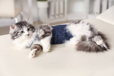 Chat mignon portant une combinaison de récupération après stérilisation dans une clinique vétérinaire