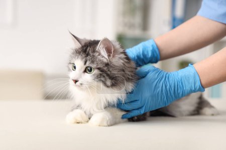 Photo for Veterinarian examining cute cat after sterilization in vet clinic - Royalty Free Image