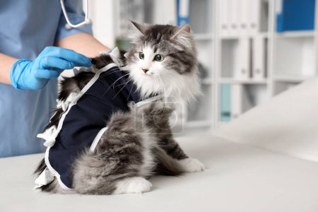 Veterinaria femenina poniendo traje de recuperación en gato lindo después de la esterilización en la clínica veterinaria