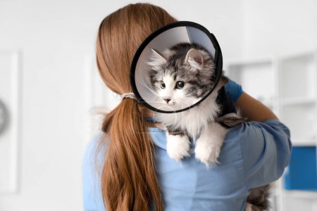 Photo for Female veterinarian holding cute cat with Elizabethan collar after sterilization in vet clinic - Royalty Free Image