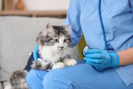 Photo for Female veterinarian with stethoscope and cute cat after sterilization in vet clinic - Royalty Free Image