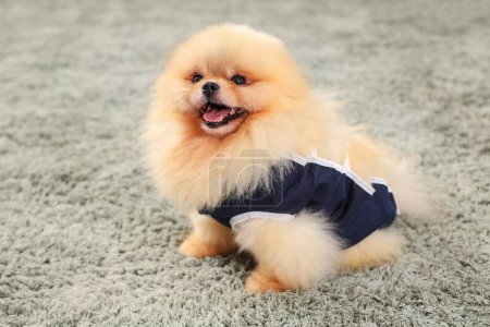 Cute Pomeranian dog in recovery suit after sterilization on carpet at home